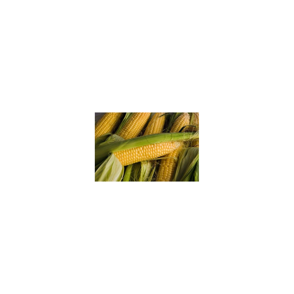 Kukuřice cukrová Ombra F1 - Zea mays - semena - 15 ks