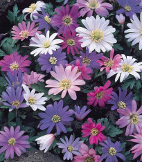 Sasanka vábná směs barev - Anemone blanda - cibuloviny - 3 ks