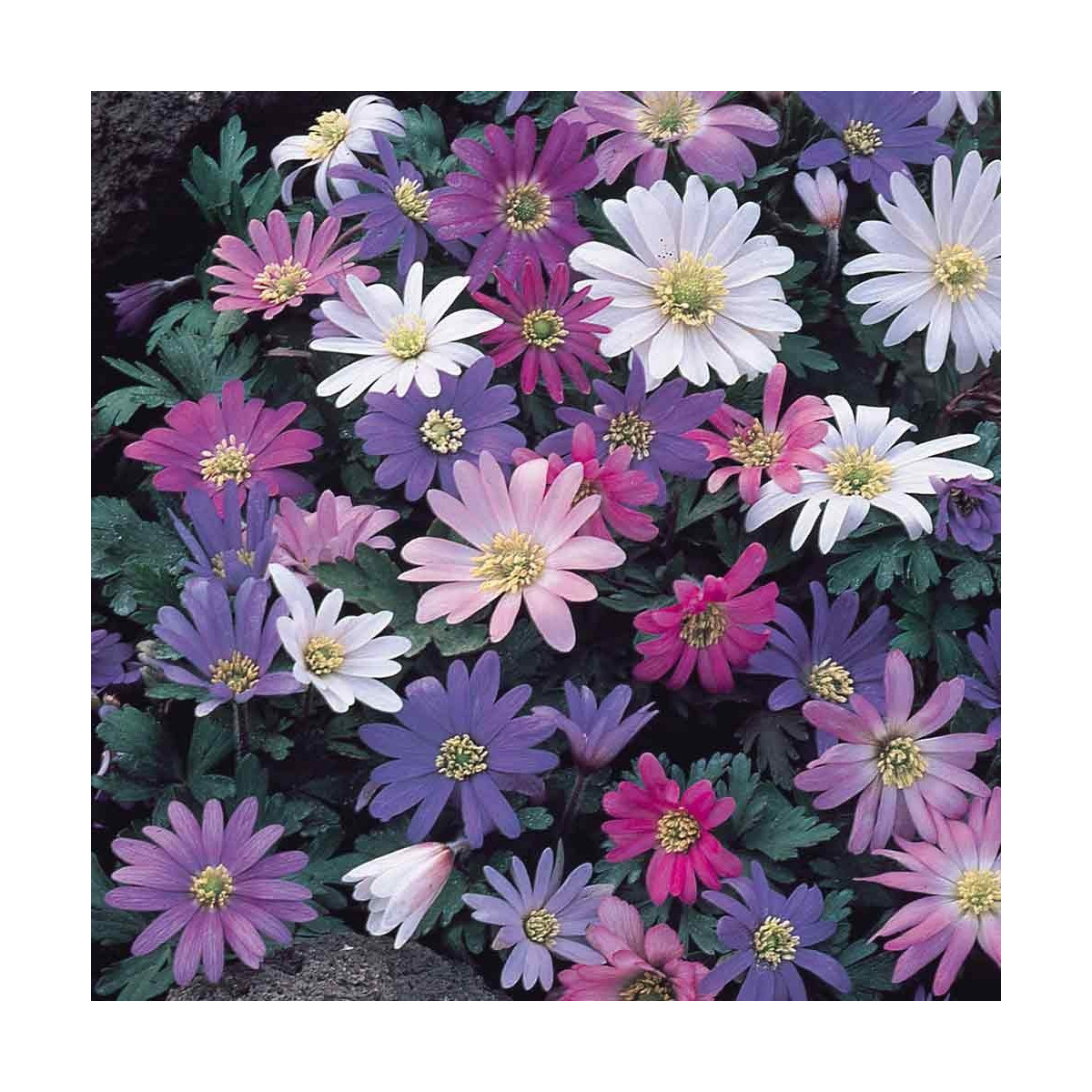 Sasanka vábná směs barev - Anemone blanda - cibuloviny - 3 ks