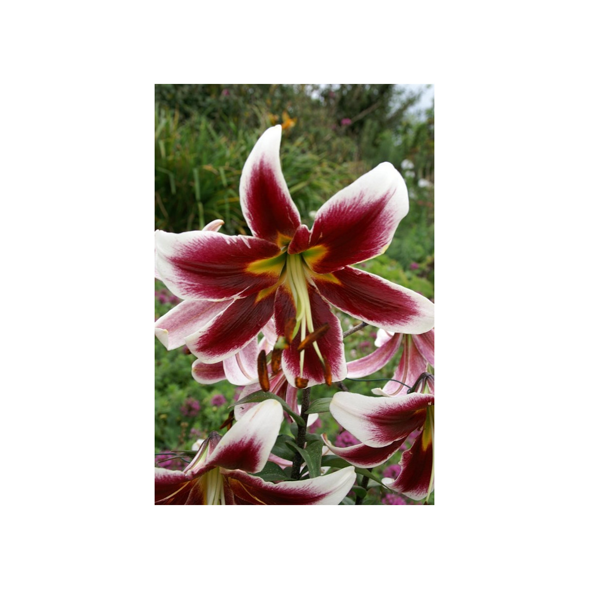 Lilie Ot Miss Lilly - cibuloviny - 1 ks