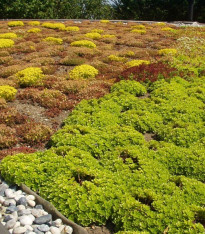 Střešní zahrada - semena - 50 g