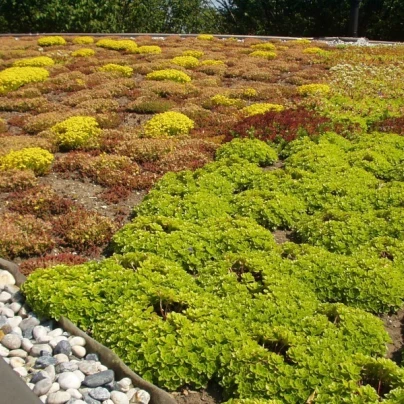 Střešní zahrada - semena - 50 g