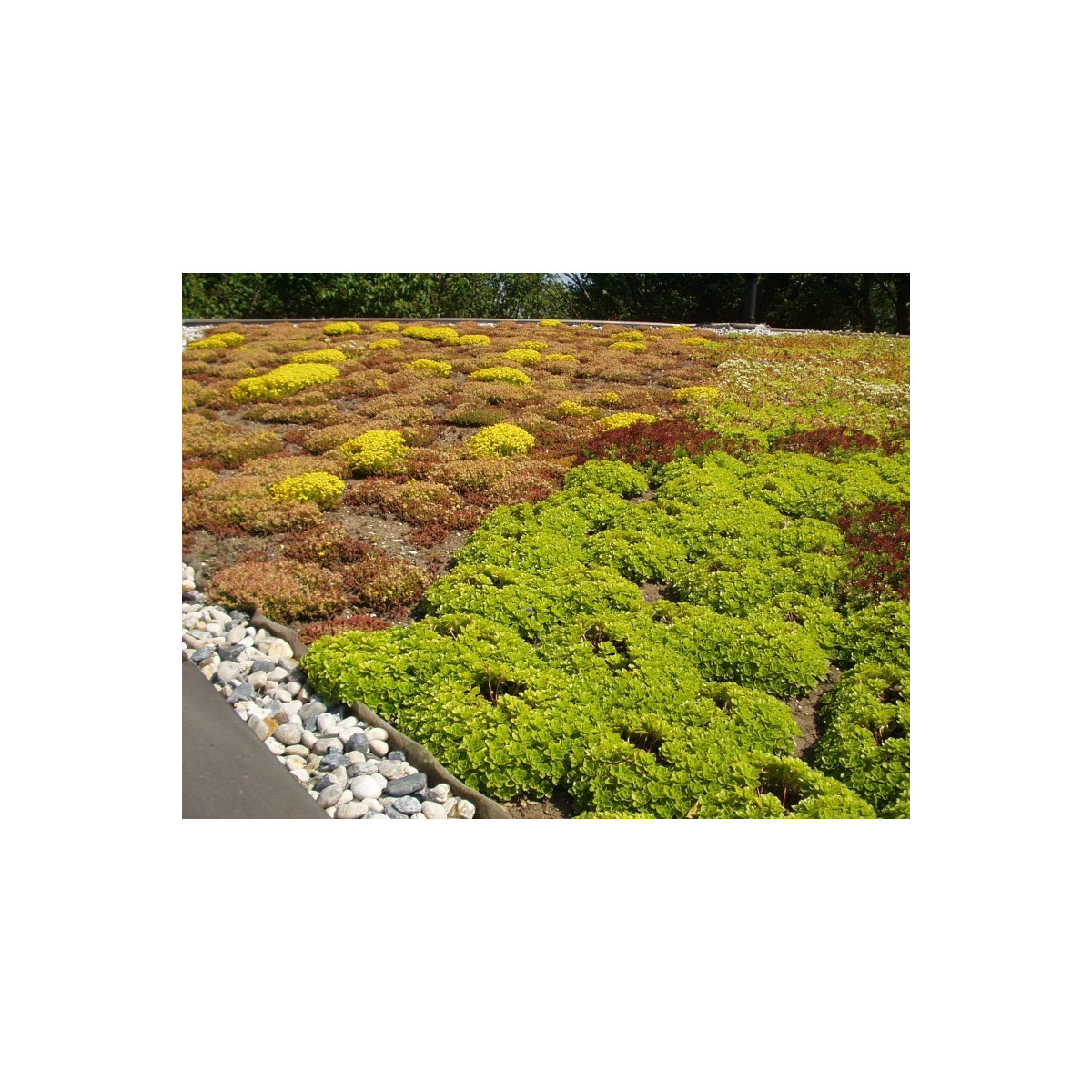 Střešní zahrada - semena - 50 g