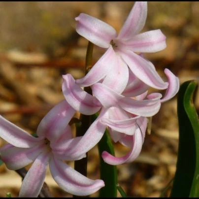 Ladoňka růžová - Scilla siberica - cibuloviny - 3 ks