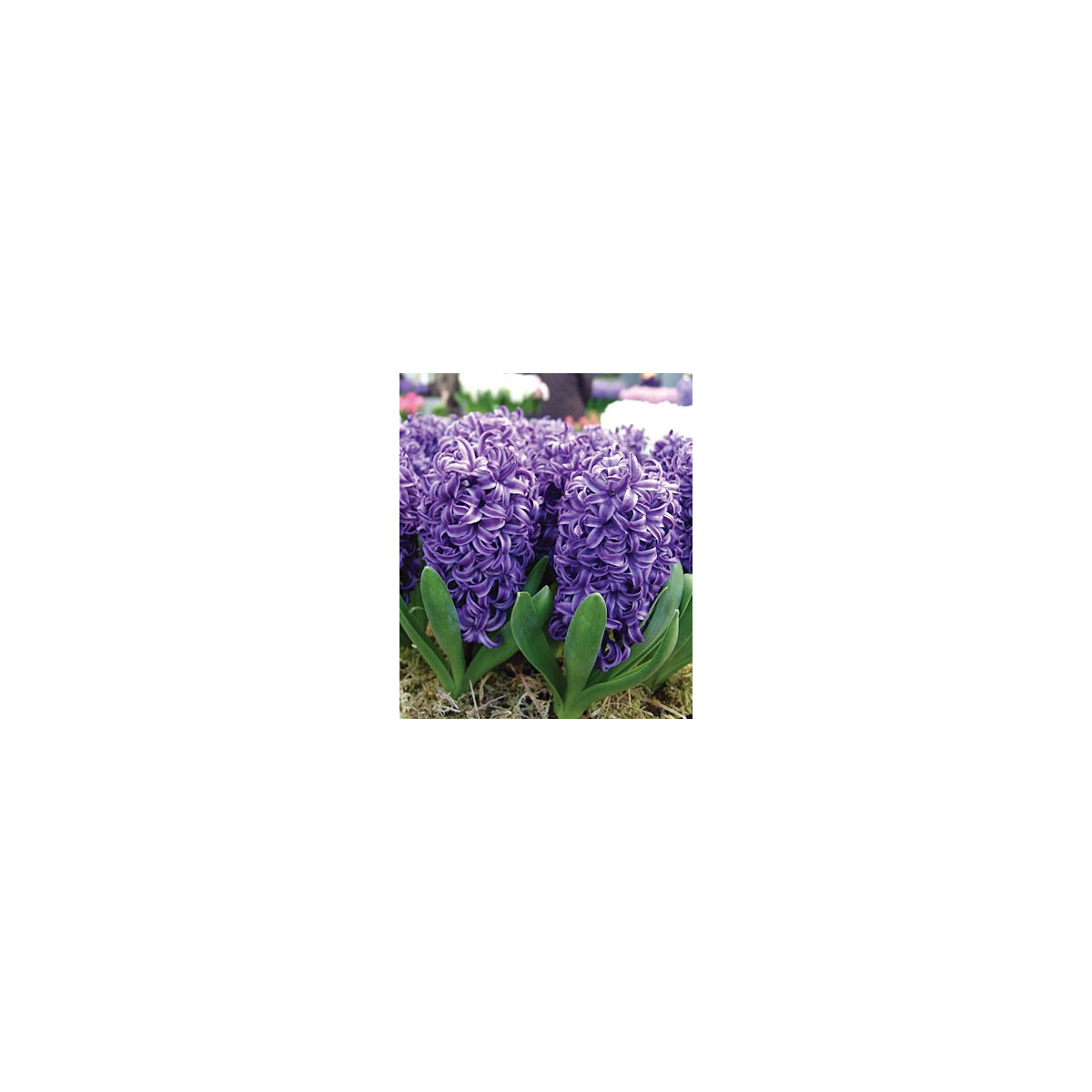 Hyacint Blue Pearl - Hyacinthus - cibuloviny - 1 ks