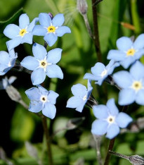 Pomněnka alpinská - Myosotis alpestris - semena - 180 ks