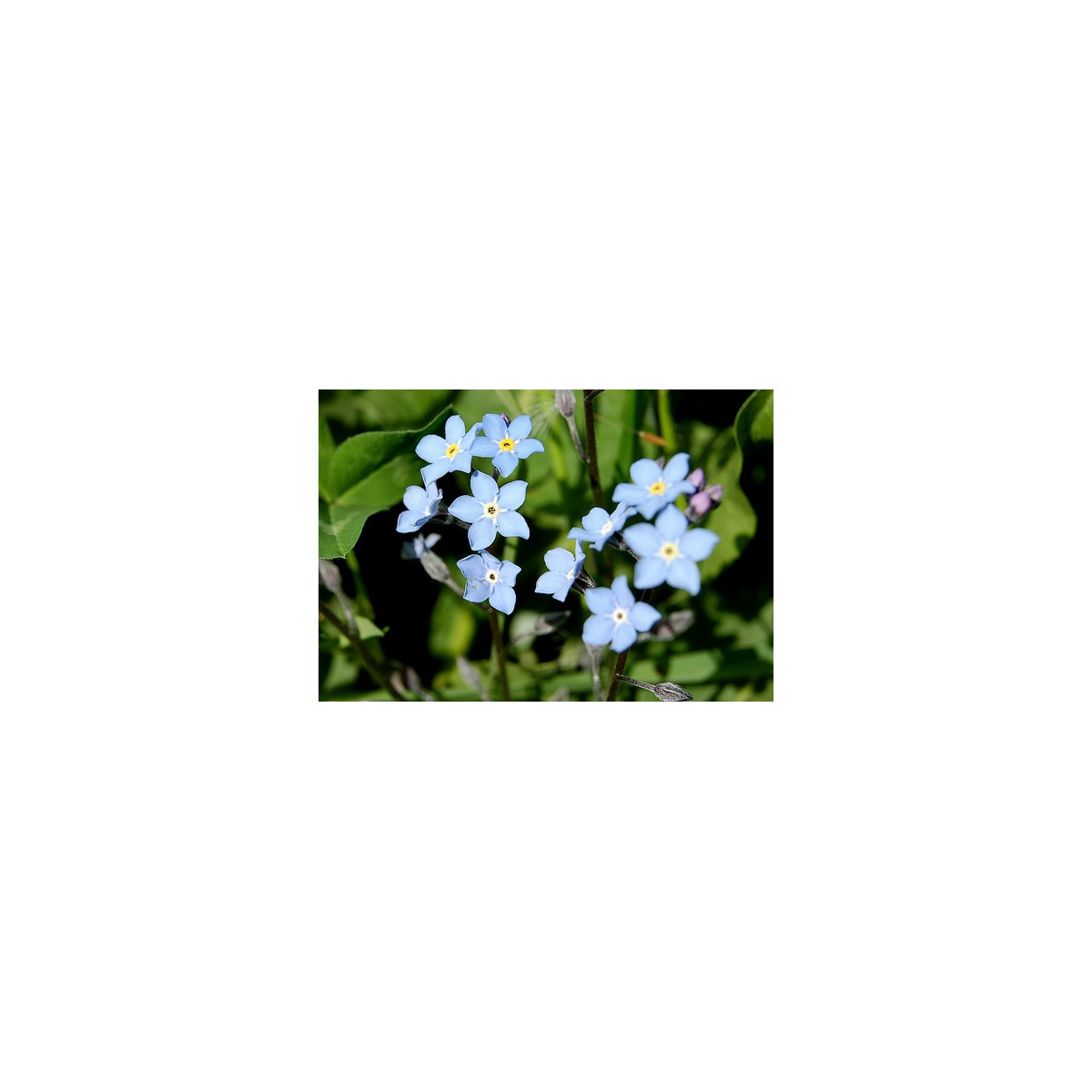 Pomněnka alpinská - Myosotis alpestris - semena - 180 ks