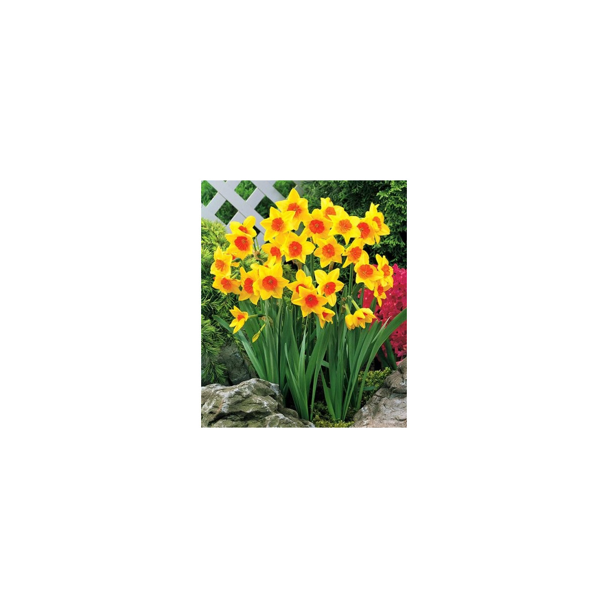Narcis Suzy - Narcissus - cibuloviny - 3 ks
