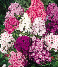 Plaménka Drummondova vysoká směs barev - Phlox drum. - semena - 0,2 g