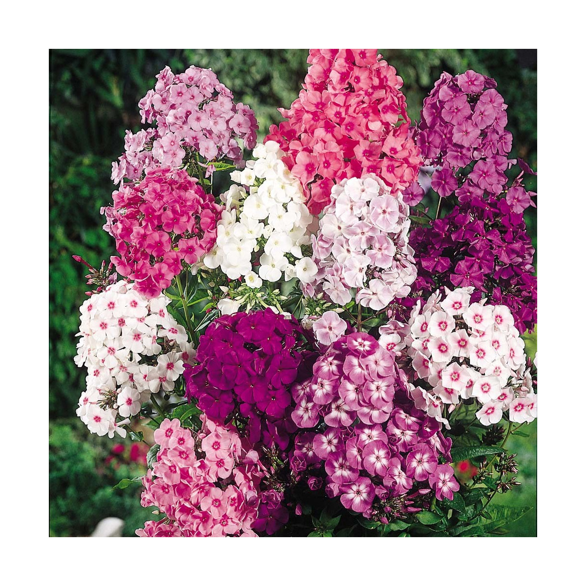 Plaménka Drummondova vysoká směs barev - Phlox drum. - semena - 0,2 g