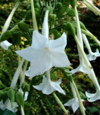 Tabák Only the lonely - Nicotiana sylvestris - semena - 25 ks