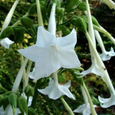 Tabák Only the lonely - Nicotiana sylvestris - semena - 25 ks