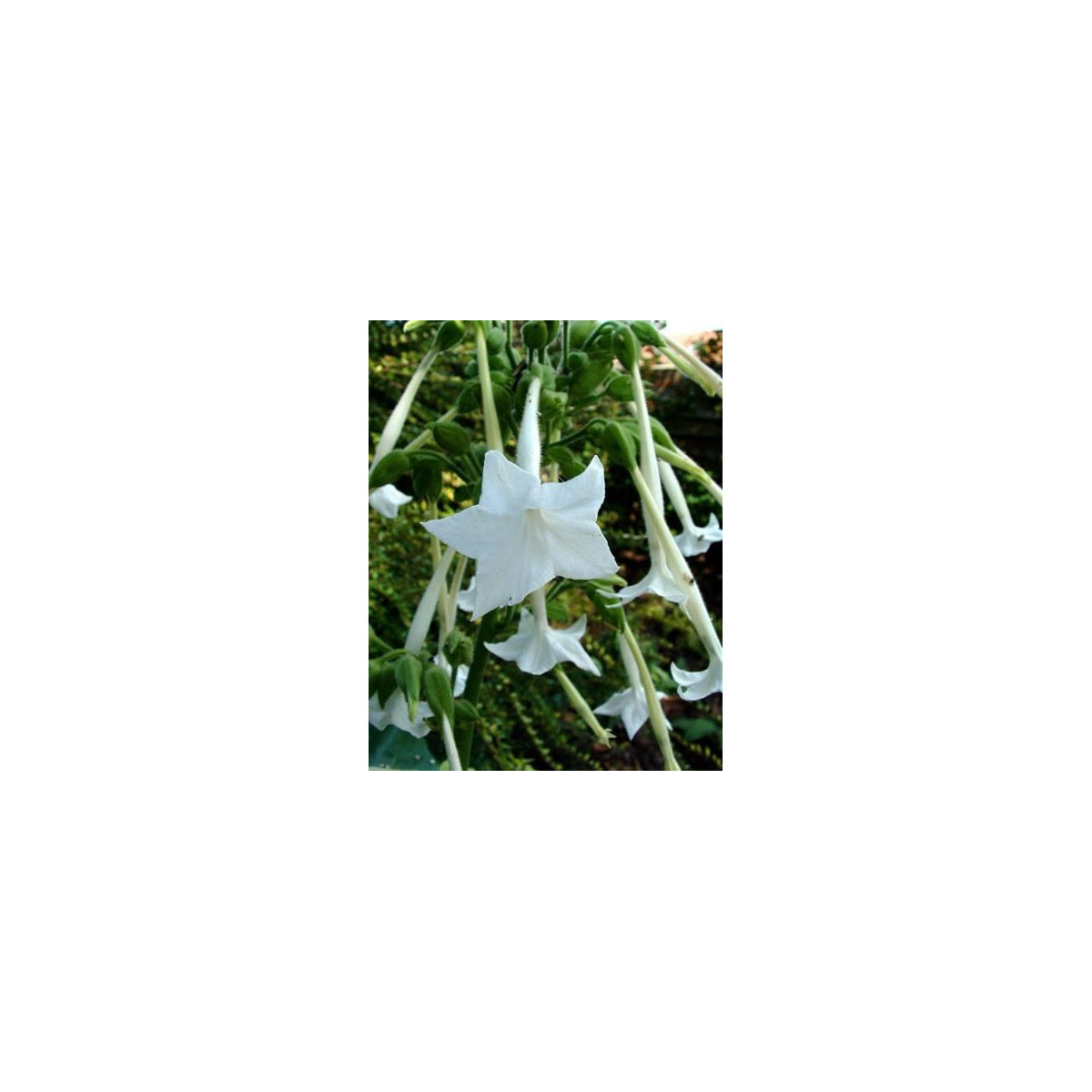 Tabák Only the lonely - Nicotiana sylvestris - semena - 25 ks