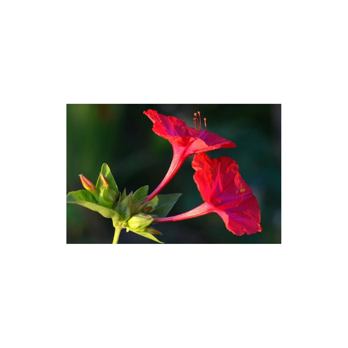 Nocenka jalapovitá červená - Mirabilis jalapa - semena - 1 g