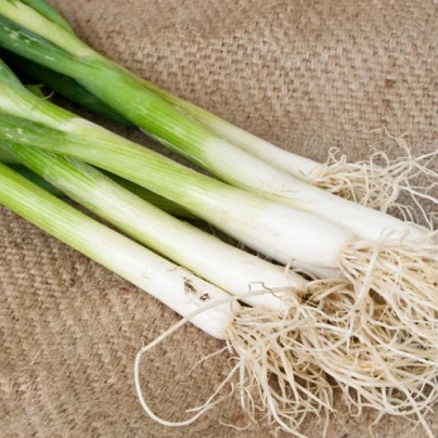 Cibule jarní Tokyo - Allium cepa - semena - 450 ks