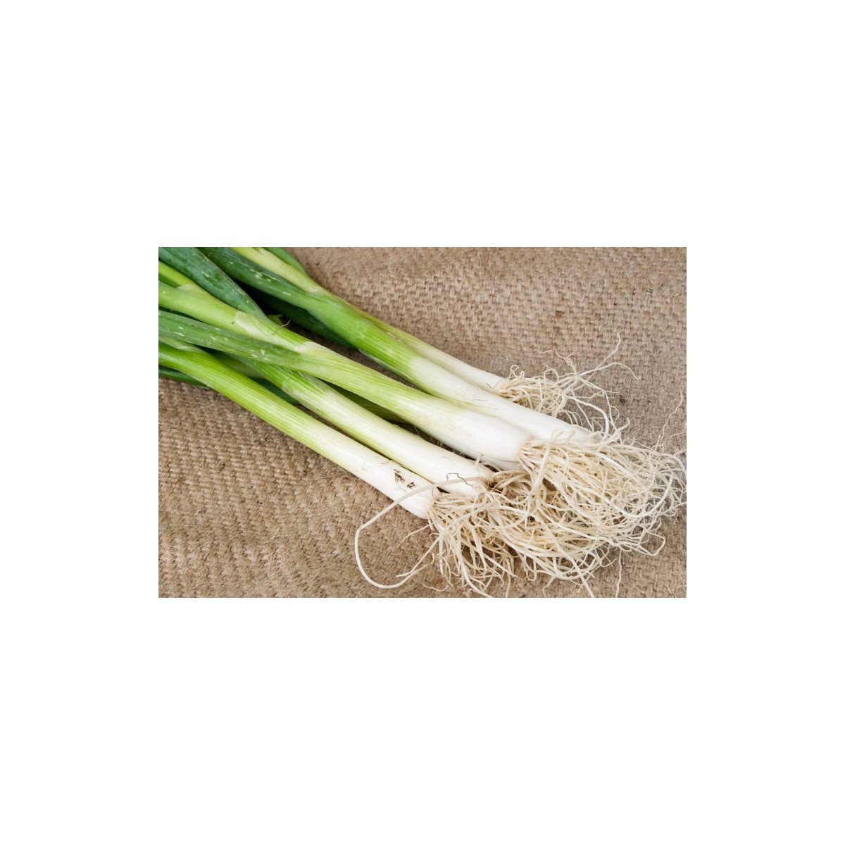 Cibule jarní Tokyo - Allium cepa - semena - 450 ks