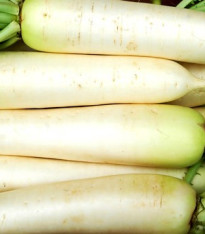 Ředkev setá bílá - Rahpanus sativus - semena - 1 g