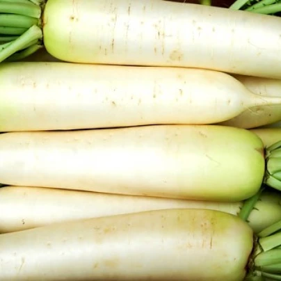 Ředkev setá bílá - Rahpanus sativus - semena - 1 g