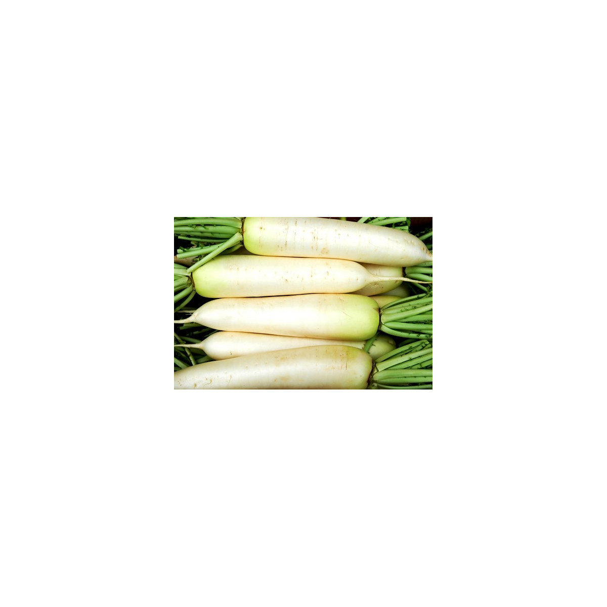 Ředkev setá bílá - Rahpanus sativus - semena - 1 g
