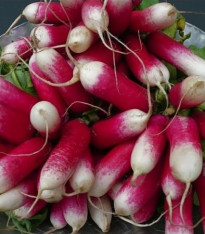 BIO Ředkev francouzská červenobílá - bio semena - 0,3 g