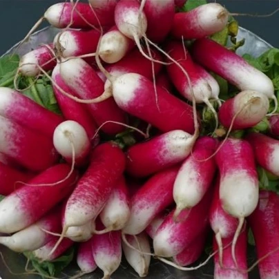 BIO Ředkev francouzská červenobílá - bio semena - 0,3 g