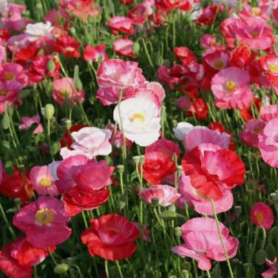 Mák vlčí Dawn Chorus - Papaver rhoeas - semena - 0,02 g