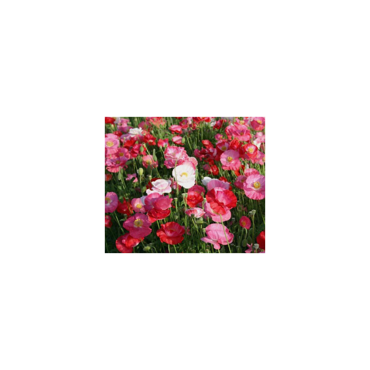 Mák vlčí Dawn Chorus - Papaver rhoeas - semena - 0,02 g