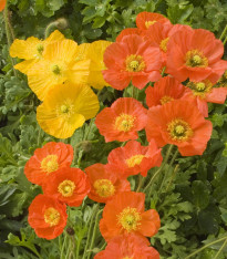 Mák nahoprutý Gnome - Papaver nudicaule - semena - 50 ks