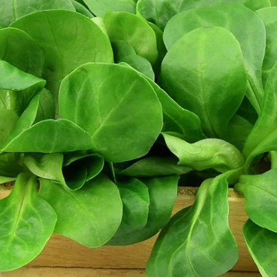BIO Kozlíček polníček - Valerianella locusta - bio semena - 500 ks