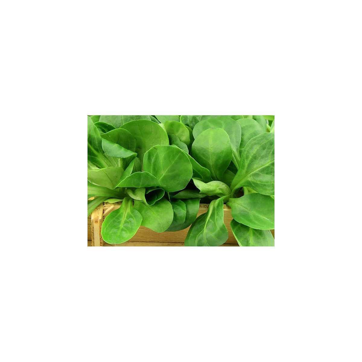 BIO Kozlíček polníček - Valerianella locusta - bio semena - 500 ks