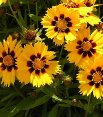 Krásnoočko směs barev - semena - 50 ks