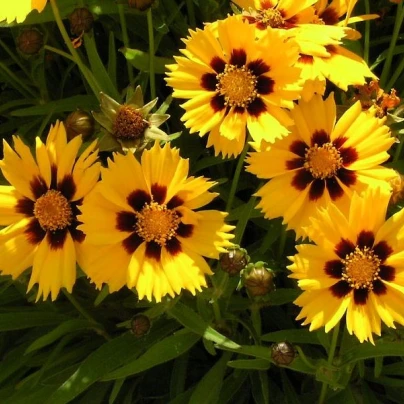 Krásnoočko směs barev - semena - 50 ks