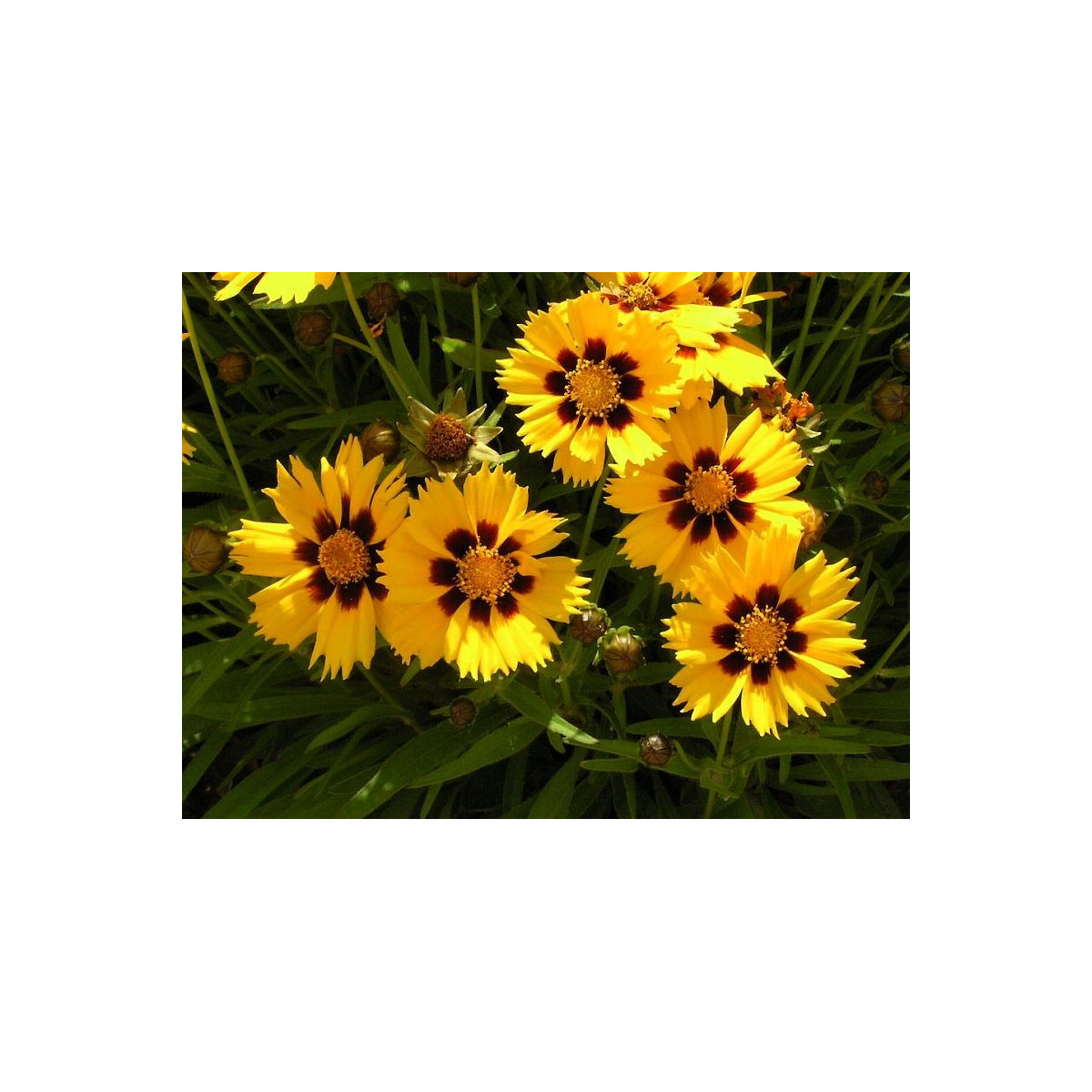 Krásnoočko směs barev - semena - 50 ks