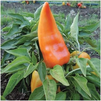 Paprika maďarská Feher - Capsicum annuum - semena - 20 ks