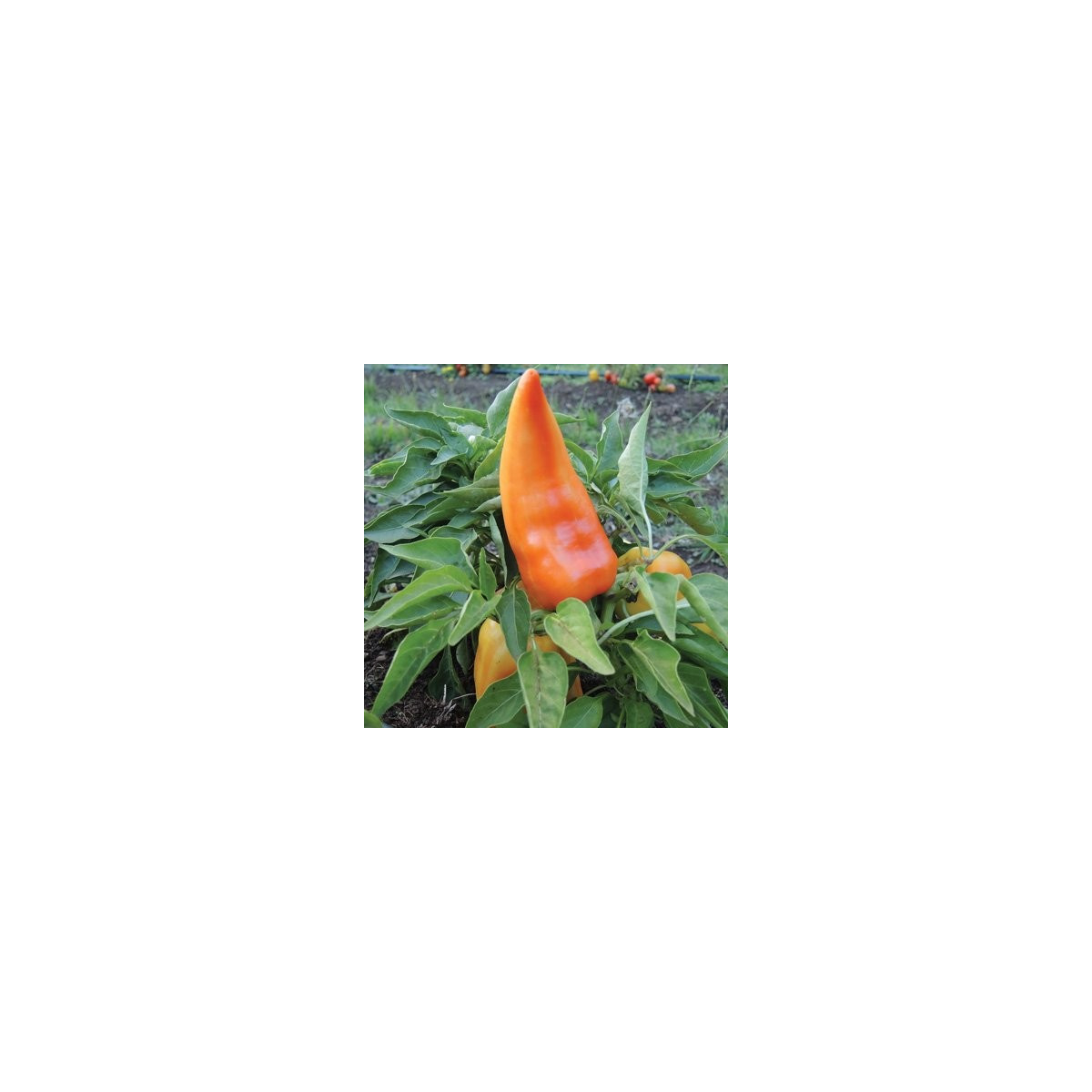 Paprika maďarská Feher - Capsicum annuum - semena - 20 ks