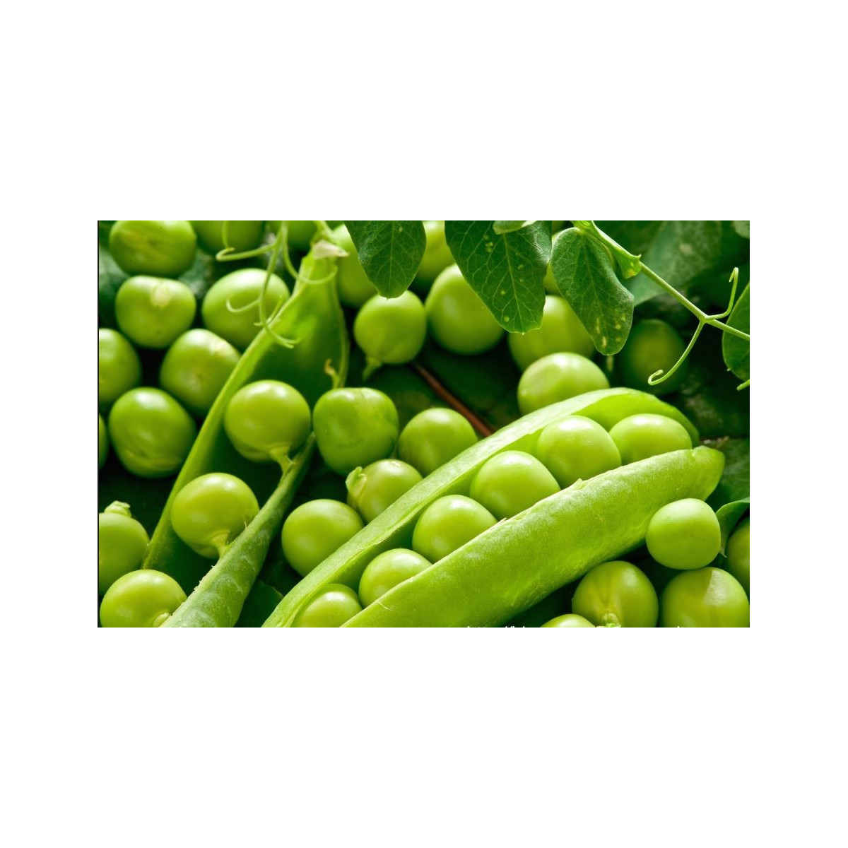 Hrách cukrový Hendriks - Pisum sativum - semena - 12 g
