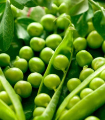 Hrách cukrový Oregon - Pisum sativum - semena - 60 ks