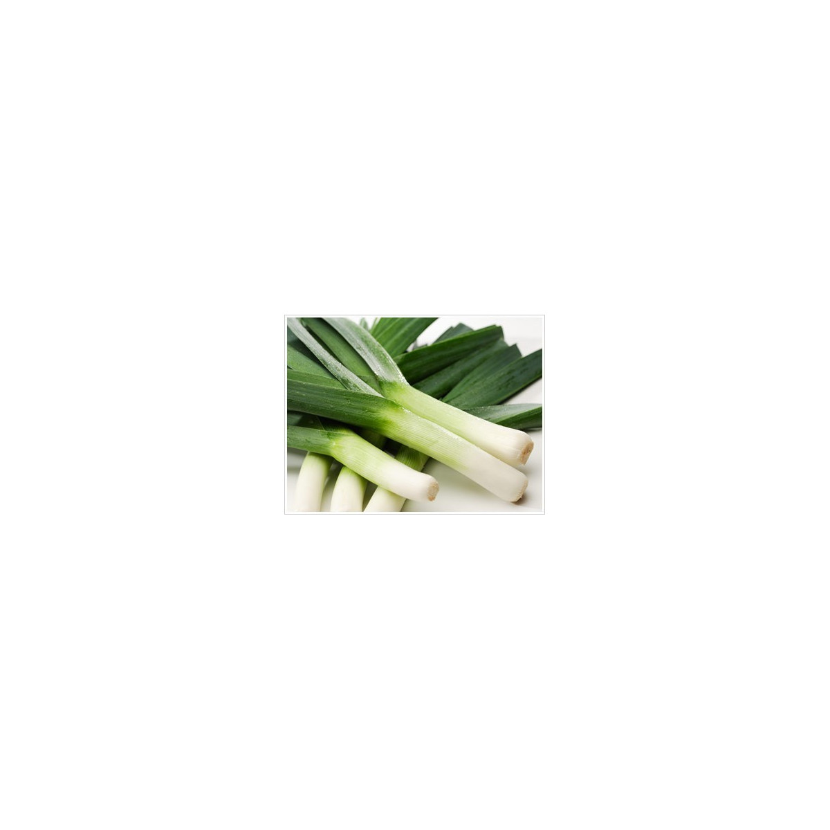 Pór zimní zelenomodrý - Allium porrum - semena - 600 ks