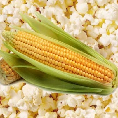 Kukuřice pukancová F1 - Zea mays - semena - 15 ks