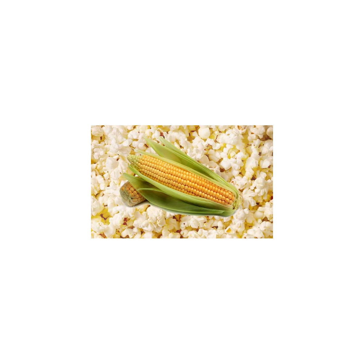 Kukuřice pukancová F1 - Zea mays - semena - 15 ks