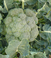 Brokolice Leonora - Brassica oleracea - semena - 100 ks