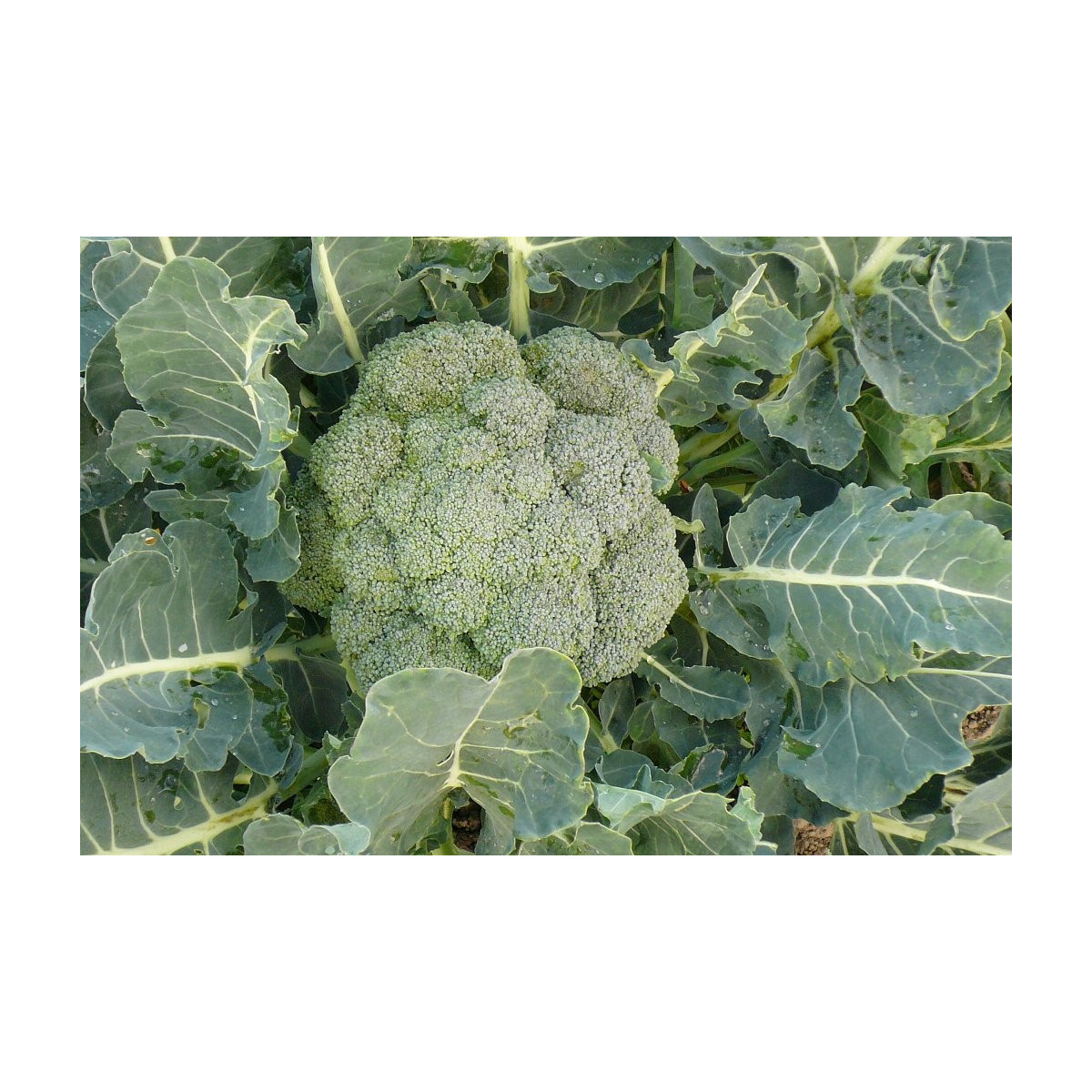 Brokolice Leonora - Brassica oleracea - semena - 100 ks