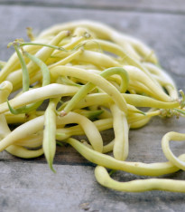 Fazol keříčkový Golddukat - Phaseolus vulgaris - semena - 20 ks