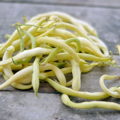 Fazol keříčkový Golddukat - Phaseolus vulgaris - semena - 20 ks