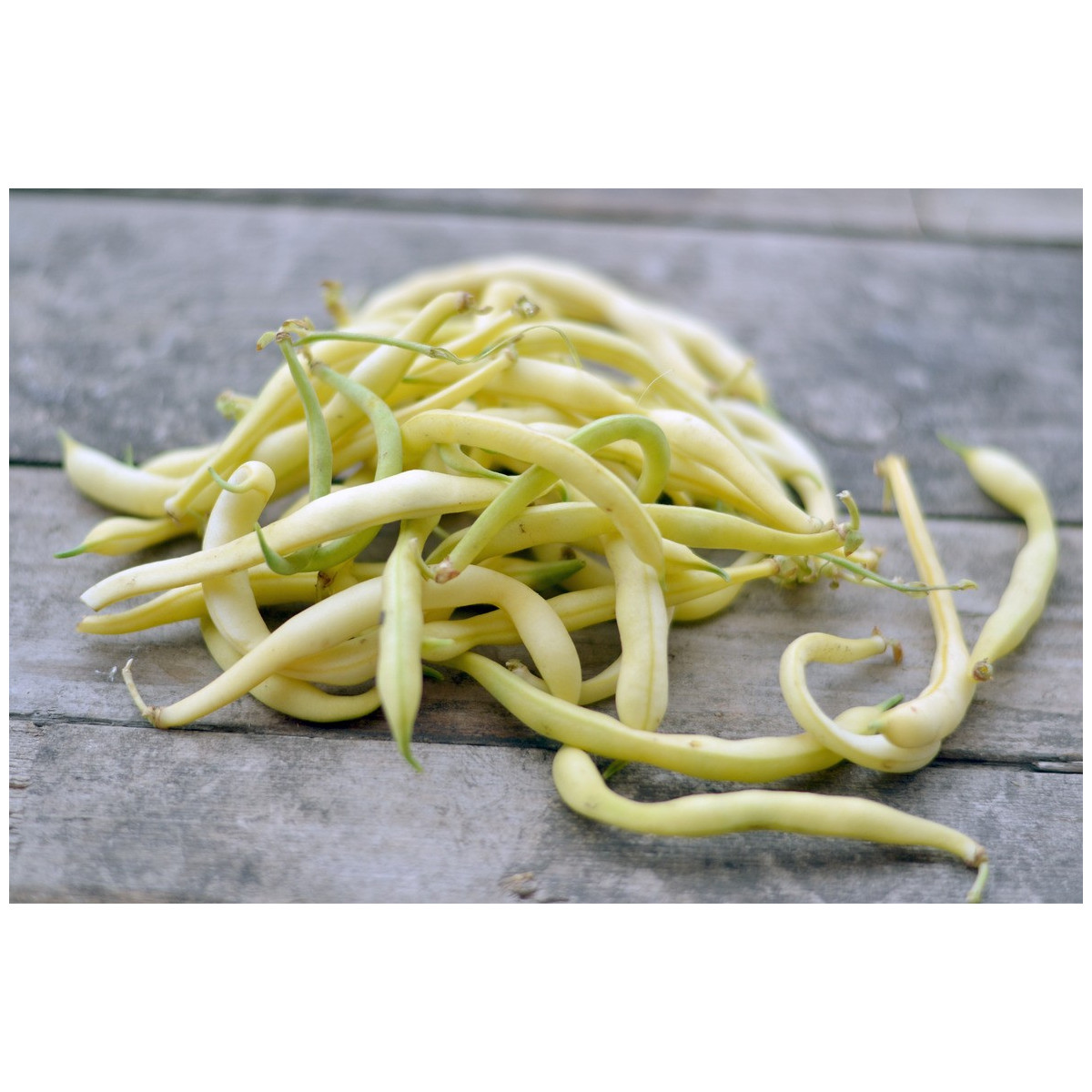 Fazol keříčkový Golddukat - Phaseolus vulgaris - semena - 20 ks