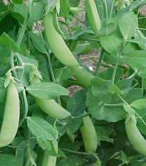 Hrách cukrový Delikata - Pisum sativum - semena - 12 g