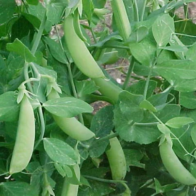 Hrách cukrový Delikata - Pisum sativum - semena - 12 g