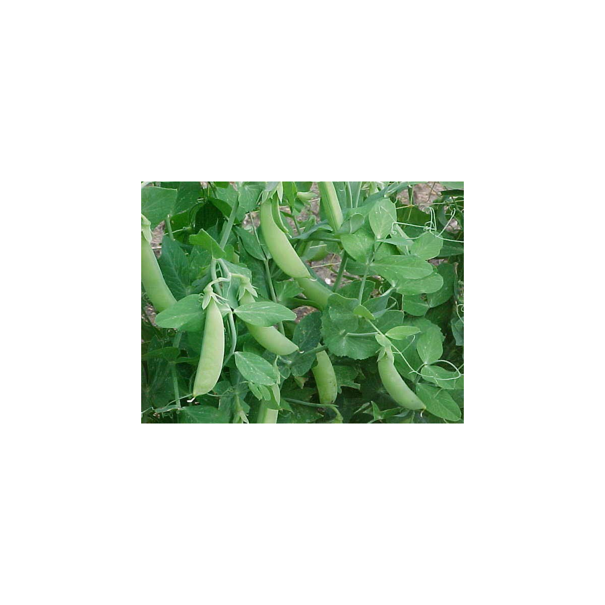 Hrách cukrový Delikata - Pisum sativum - semena - 12 g