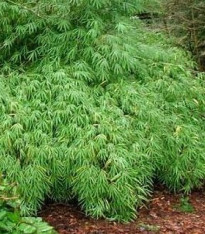 Bambus horský - Fargesia fungosa - semena - 3 ks