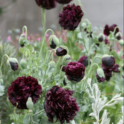Mák Black Swan - Papaver somniferum - semena - 20 ks